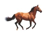 Running horse 