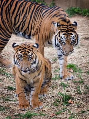 tigers 
