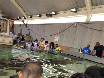 Petting Stingrays at the Aquarium